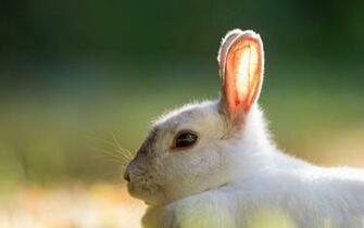 White Rabbit Wallpaper