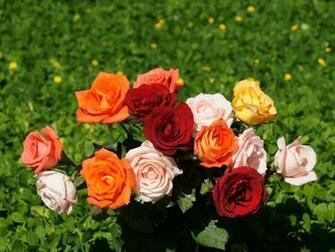 Flowers Amp Planets Beautiful Rose Wallpaper