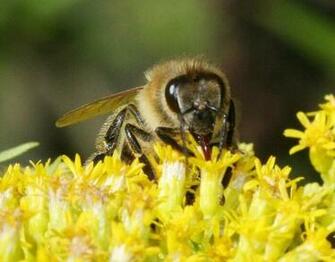 Honey Bee Image