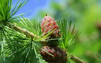 Pine Cones Wallpaper