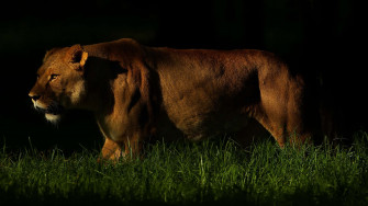 Dark Animals Wallpaper
