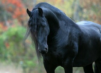Friesian Horses Wallpaper Beautiful