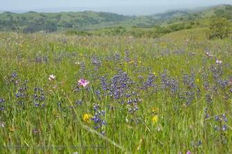 Wildflowers Wallpaper Click Picture For High Resolution HD