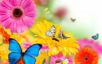 Tags Px Butterflies Butterfly Flowers Spring Summer X