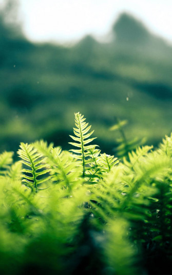 Fresh Morning Grass HD Mobile Wallpaper