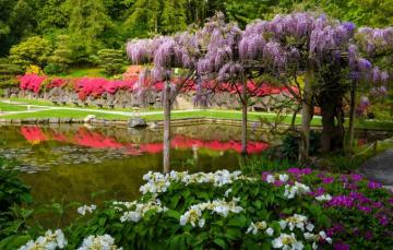 Wallpaper Pond Seattle Japanese Garden Hydrangea