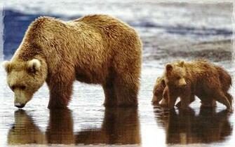 Grizzly Bear Wallpaper
