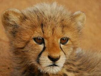 Baby Cheetah Wallpaper Fh Pixel Popular HD