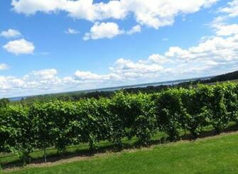 Brys Estate S Vineyard With Grand Traverse Bay In The Background Old