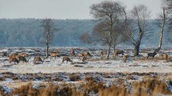 Wallpaper Deer Nature Snow Desktop In The