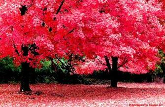 Spring Nature Wallpaper High Resolution HD Background