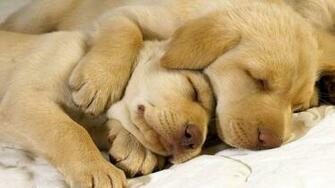 Cute Golden Retriever Puppy Pictures HD Wallpaper And