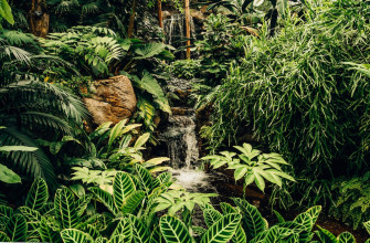 Stunning Rainforest Pictures HD Image On