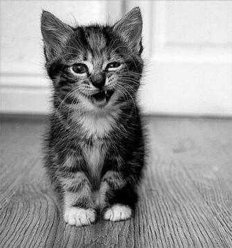 Cute Little Cat iPad Air Wallpaper iPhone