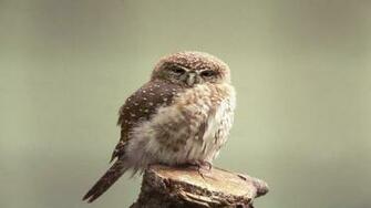 Wallpaper Owl HD Background Desktop
