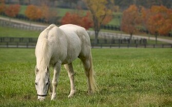 White Horse Desktop Pc And Mac Wallpaper