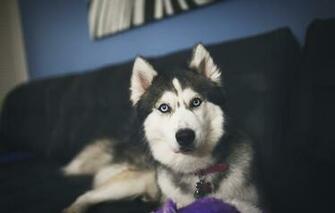 Wallpaper Husky Dog Fur Looks