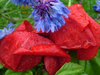 Wet Flowers After Rain Screensaver And Wallpaper Manager