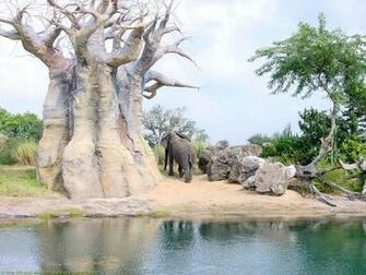 Animal Kingdom Wallpaper Background Picture For Your Computer