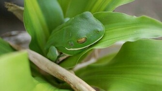 Frog HD Wallpaper High Quality