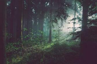 Forest Wallpaper HD Hq