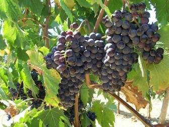 Artikel Terkait Healthy Grapes Fruits Picture HD Wallpaper