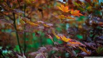 Late Summer Foliage Wallpaper