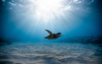 Cool Turtle Wallpaper