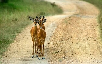 Animal Wallpaper Dangerous Background Road Three