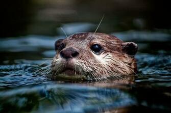 River Otters By Charleswb