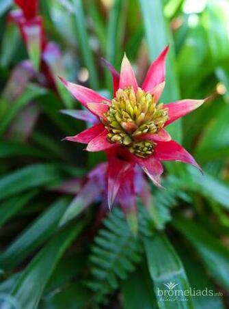 Bromeliad Wallpaper Plant Care