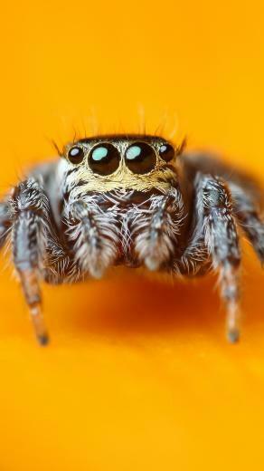 Wallpaper Jumping Spider 5k 4k Macro Black Eyes