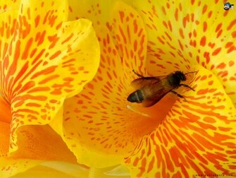 Wallpaper Nature Flowers