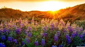 Wallpaper Peisaje HD Poze Desktop