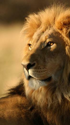 Wild Lion Wallpaper For Galaxy S5