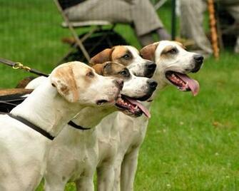 English Foxhound Dogs Photo And Wallpaper Beautiful