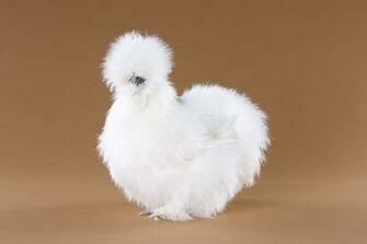 Silkie Chicken Best Wallpaper Baltana