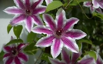 Clematis Wallpaper And Background Image Net