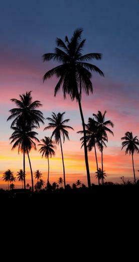 Palms Sunset iPhone Wallpaper Beauty Nature