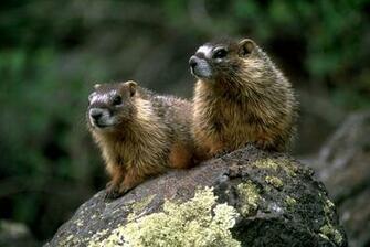 Couple Of Marmot Yellow Is Looking Back