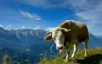 Funny Cow Wallpaper HD Animal With A