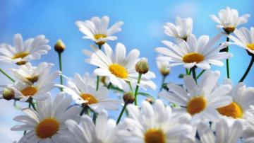 Beautiful Summer Flowers Wallpaper HD