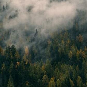 Canadian Folk 4k Background Tree Wallpaper