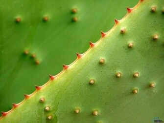 Wallpaper 3d Top Ten Beaches Friends Cactus