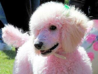 Pink Poodle I Wish Took That