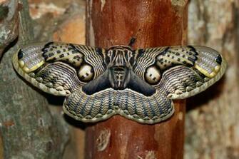 Moth HD Wallpaper Background Image