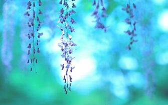 Wallpaper Flowers Purple