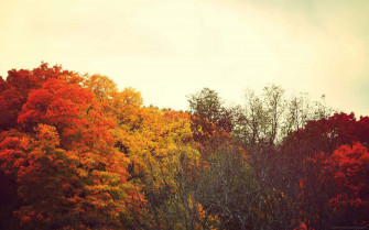 Fall Wallpaper