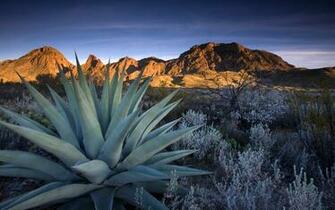Earth Plant Aloe Vera Wallpaper