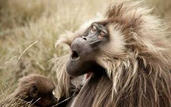 Monkey Wallpaper HD Pictures One